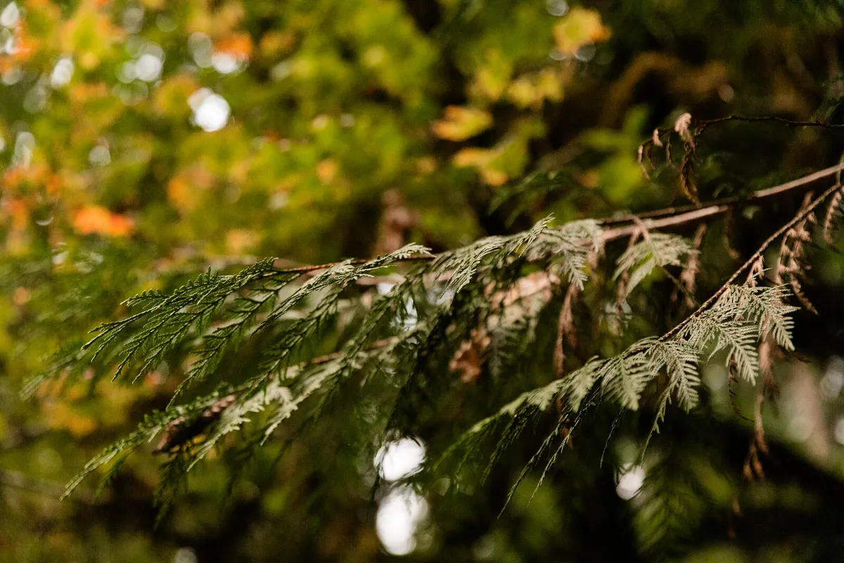 Tall trees, half an acre of fir